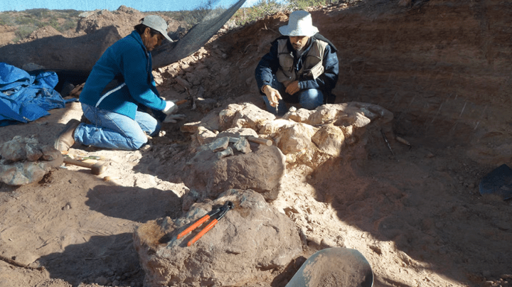 Descubren en Neuquén una nueva especie de dinosaurio&nbsp;saurópodo