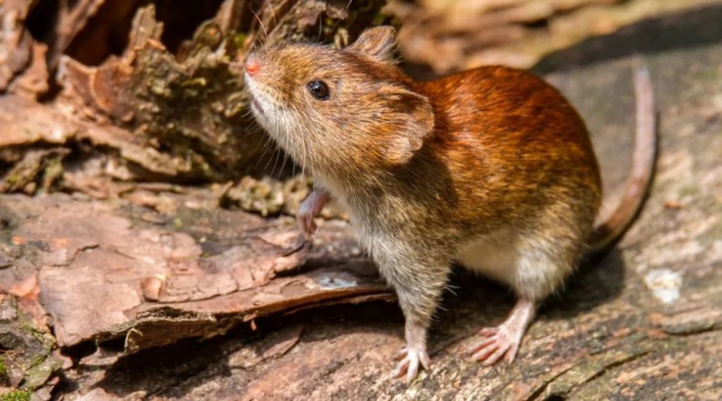 Riesgo viral en Bariloche tras la muerte de un policía