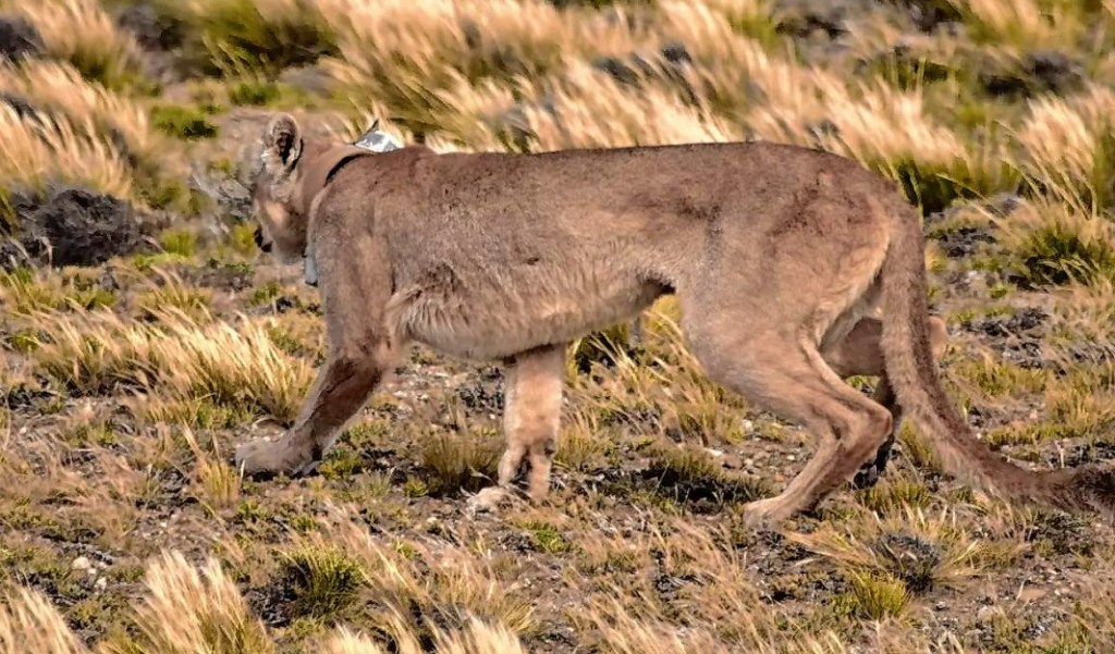 Un puma sorprendió a los operarios en medio de una zona de explotación petrolera