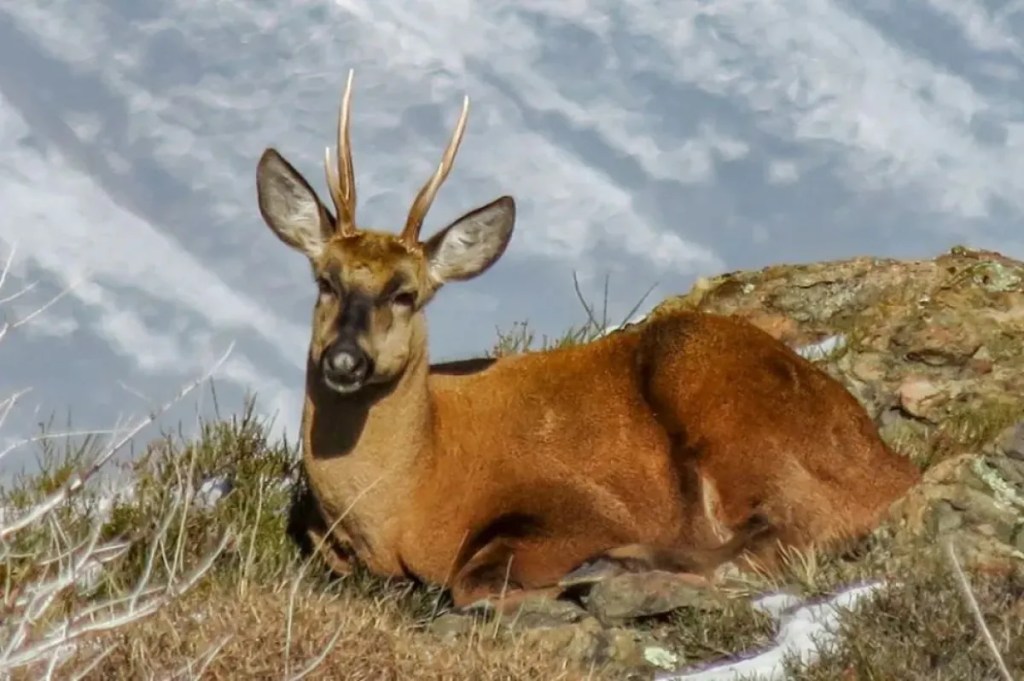 Continúa el seguimiento del huemul en el Parque Nacional&nbsp;Lanín