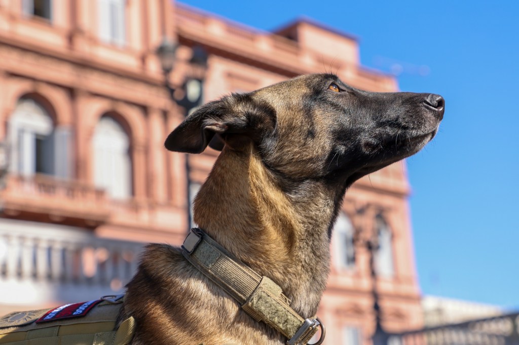 Primer protocolo nacional para cuidar a los perros que trabajan en las Fuerzas&nbsp;Federales