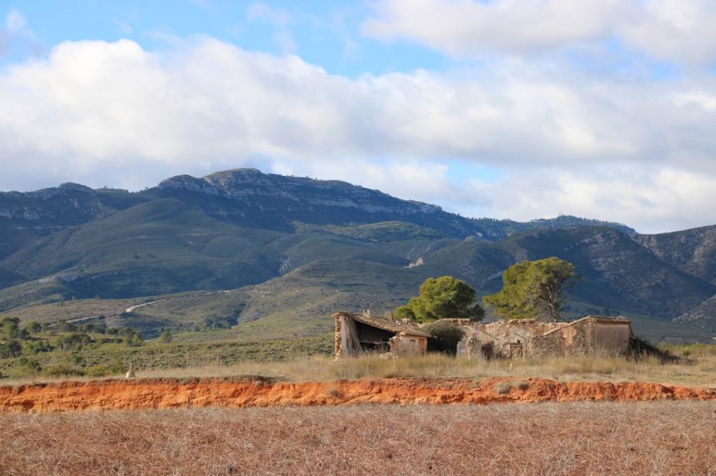 Colza, cártamo y camelina: opciones para activar tierras en&nbsp;invierno