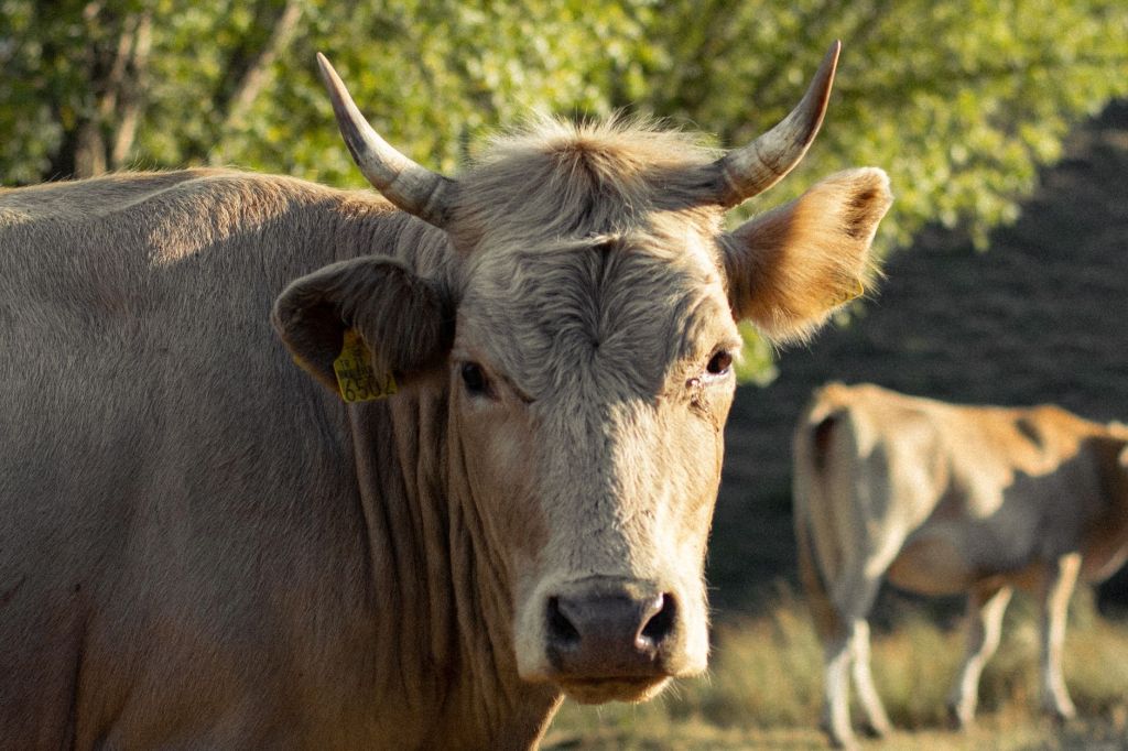 Nuevo cupo de carne en EE.UU.: Argentina no participa