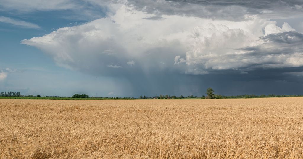 El Niño trae agua y esperanza para trigo y cosecha de soja